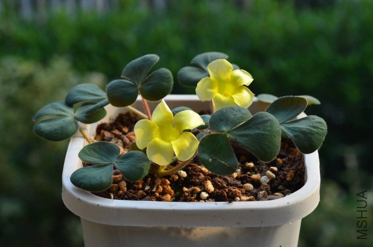Oxalis luteola 201201024 001.JPG
