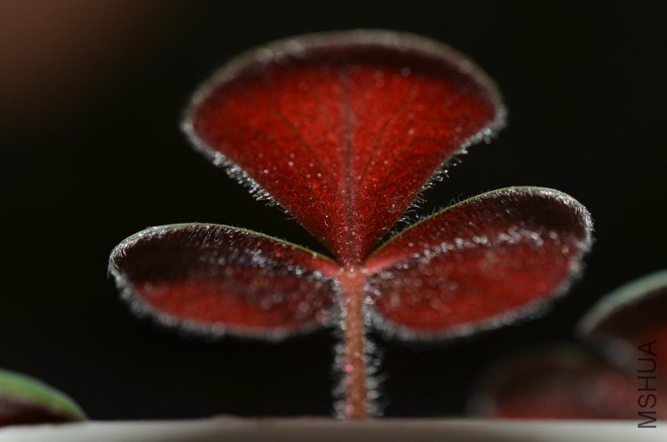 Oxalis luteola 201201027 001.JPG