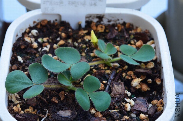 Oxalis luteola 201201002 001.JPG