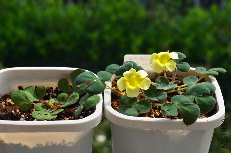 Oxalis luteola����201201020 001.JPG