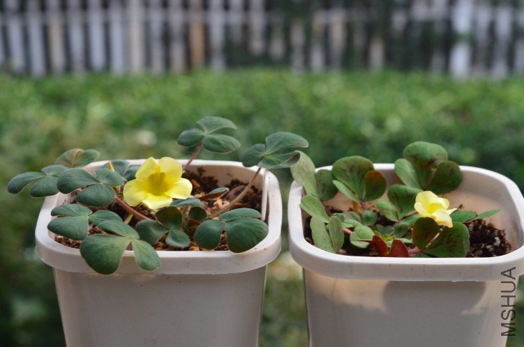 Oxalis luteola����201201028 001.JPG