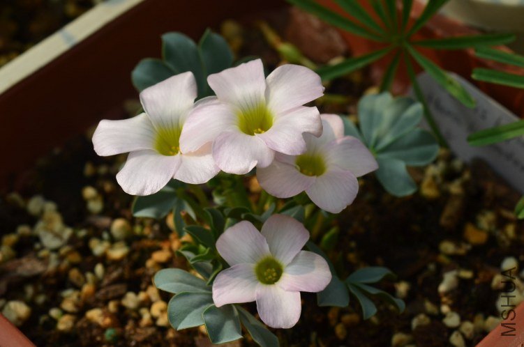 Oxalis flava lavenden form 20121028 003.JPG