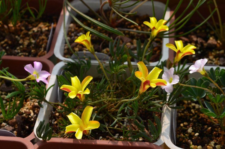 ������С Oxalis namaquensis��˫ɫ201201028 001.JPG