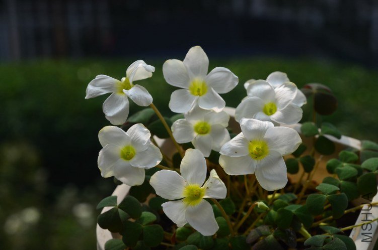 Oxalis obliquifolia white 20121028 001.JPG
