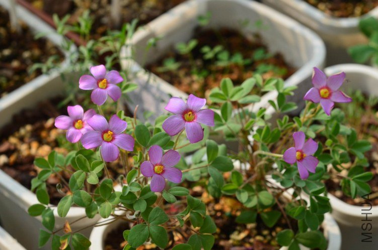 ������С Oxalis callosaС��Ҷ20121028 001.JPG