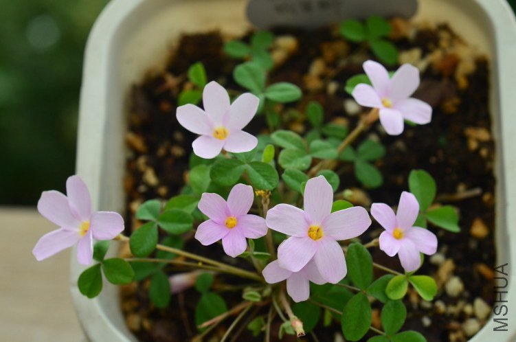 Oxalis Nidulans������20121027 001.JPG