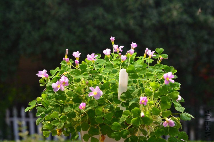 ������С Oxalis zeekoevleyensis������20121029 001.JPG