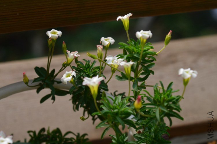 Oxalis tenufolia ��˫ɫ20121028 001.JPG