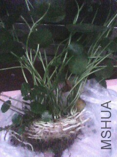 IMG0678A.jpg