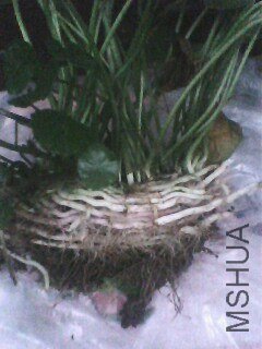 IMG0679A.jpg