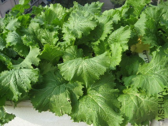 ����͸��������