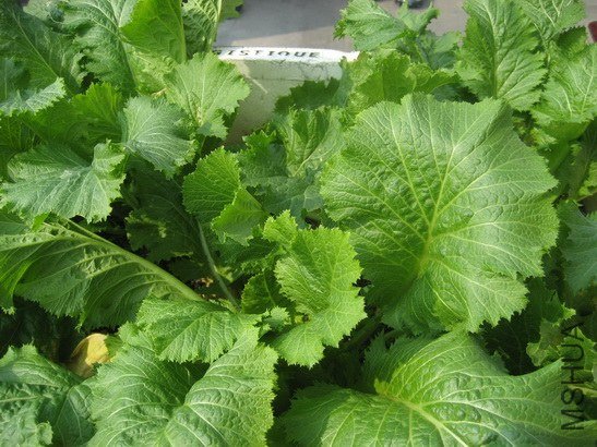 ���ɶ���