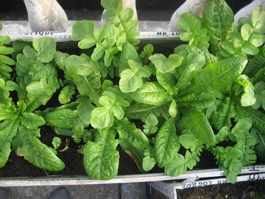 ݫ�ĺ��ܲ�����