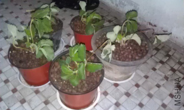 IMAG0757.jpg
