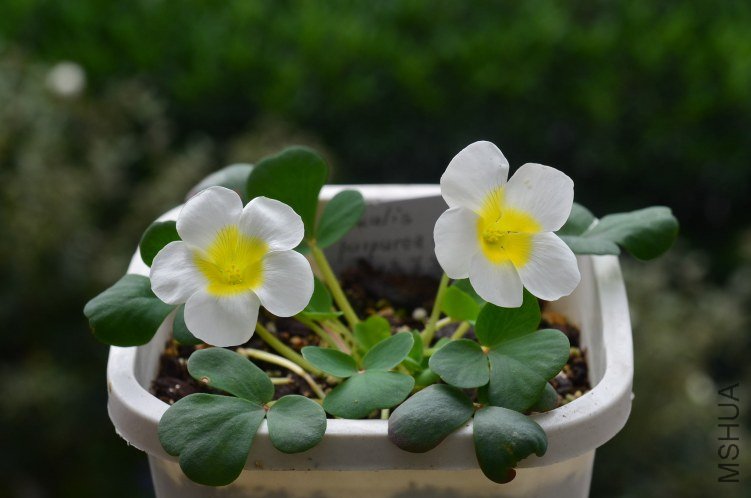 Oxalis purpurea ivory ����ɫܽ��20121014 001.JPG