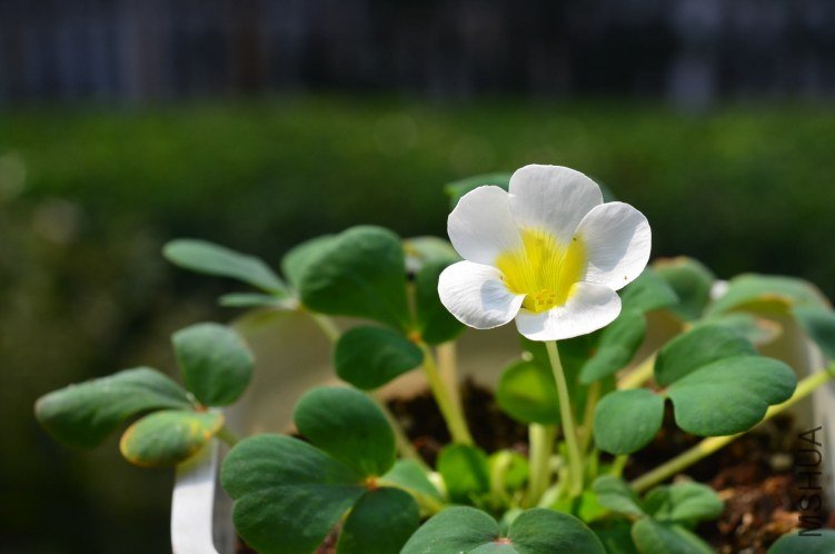 Oxalis purpurea ivory ����ɫܽ��20121029 001.JPG