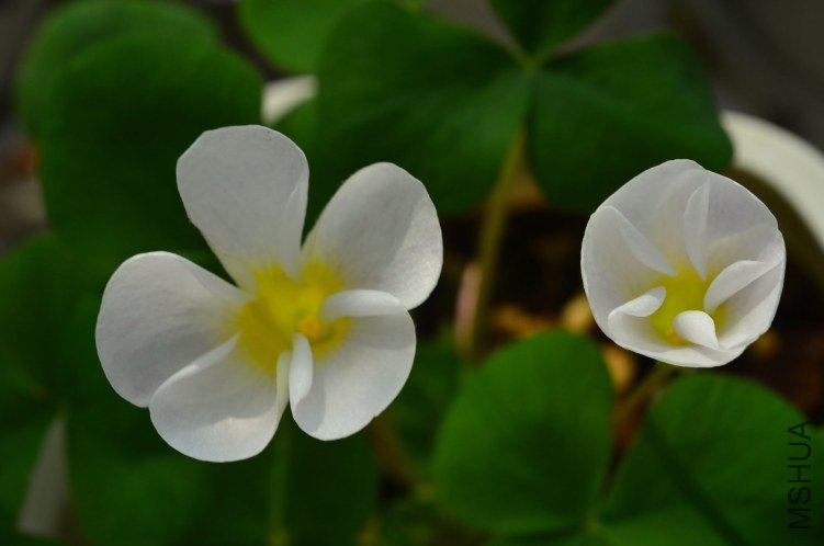 Oxalis purpurea white��ܽ��20121029 001.JPG