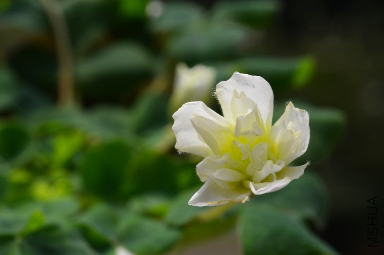 Oxalis purpurea \'Ruffles\'���ذ�20121028 008.JPG