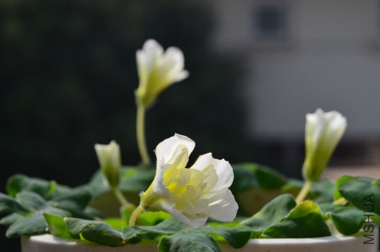 Oxalis purpurea \'Ruffles\'���ذ�20121028 010.JPG