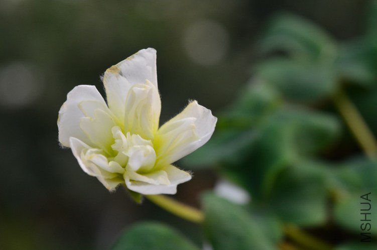 Oxalis purpurea \'Ruffles\'���ذ�20121028 005.JPG