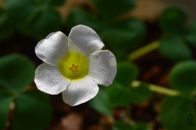 Oxalis taru 20121029 003.JPG