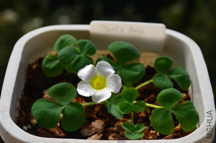 Oxalis taru 20121029 004.JPG