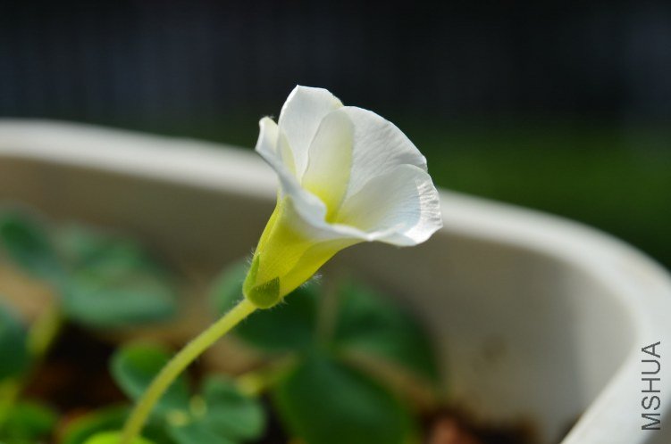 Oxalis taru 20121029 002.JPG