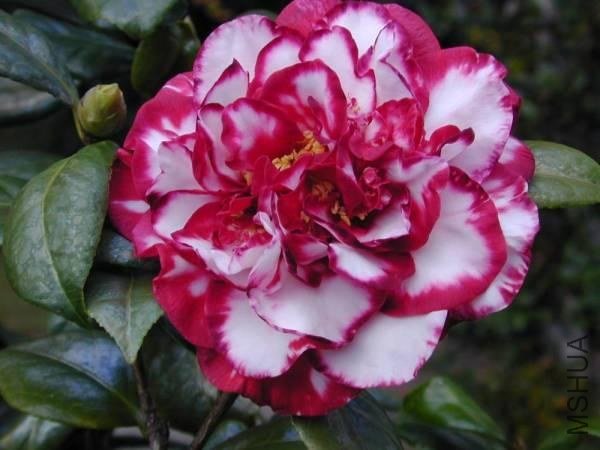 Beverly Piets Smile�������΢Ц����.jpg