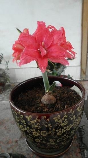 ������С ��ת SAM_0373.JPG