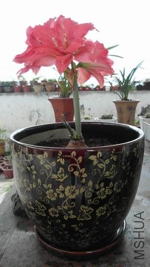 ������С ��ת SAM_0361.JPG