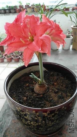 ������С ��ת SAM_0365.JPG