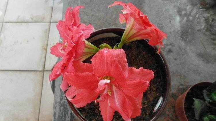 ������С SAM_0363.JPG