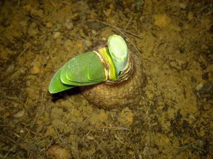 ������С 201210304096.jpg