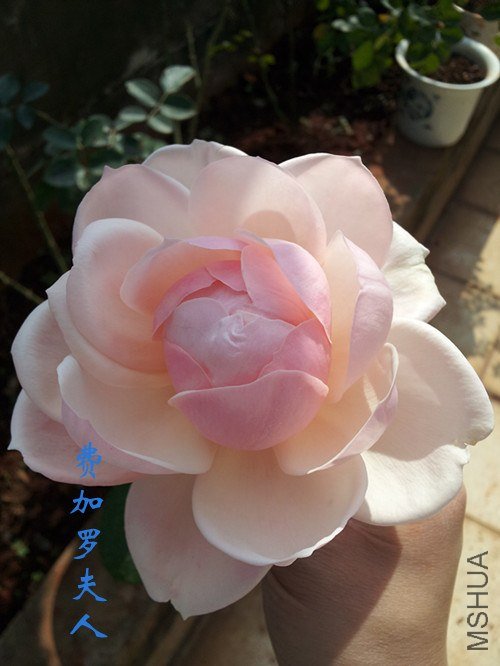 20121027_113054.jpg
