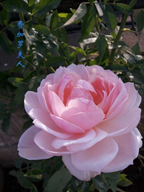 20121028_090103.jpg