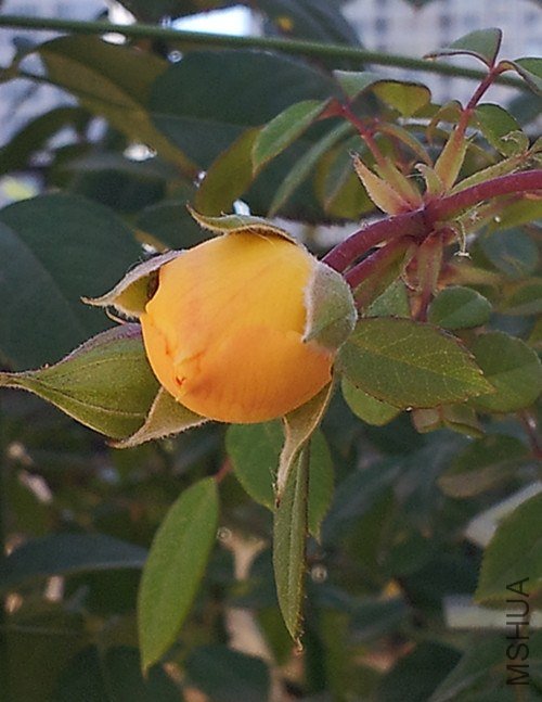 20121026_142706.jpg