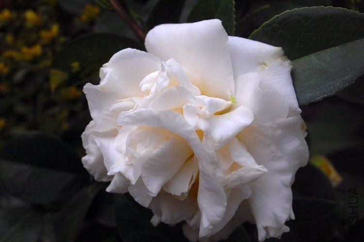DSC_00050005.JPG