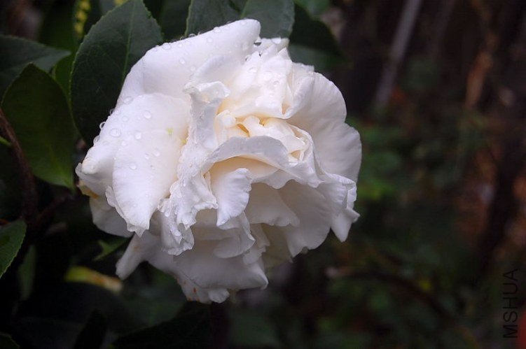 DSC_00880088.JPG