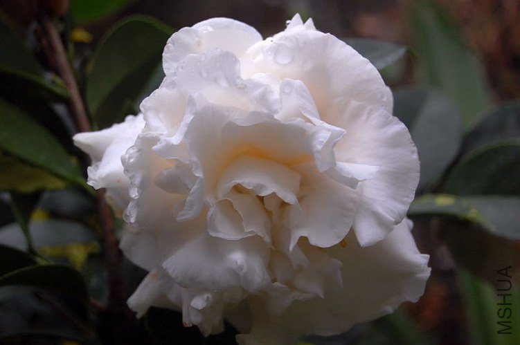 DSC_00780078.JPG