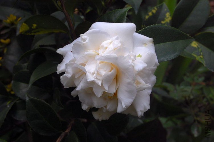 DSC_00150015.JPG