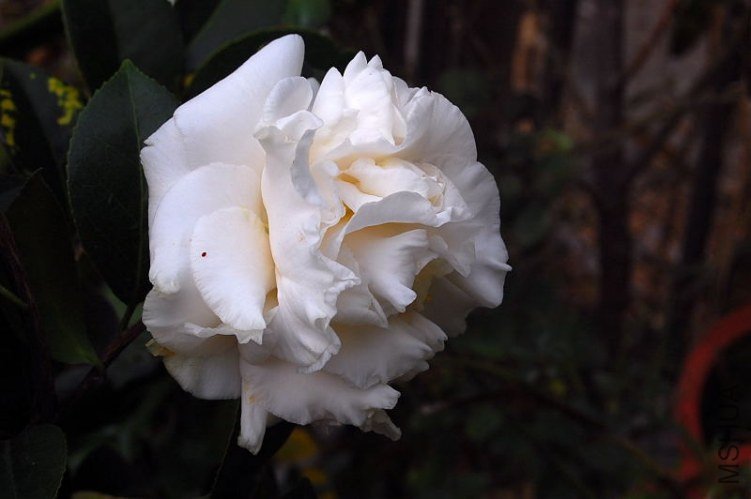 DSC_00210021.JPG