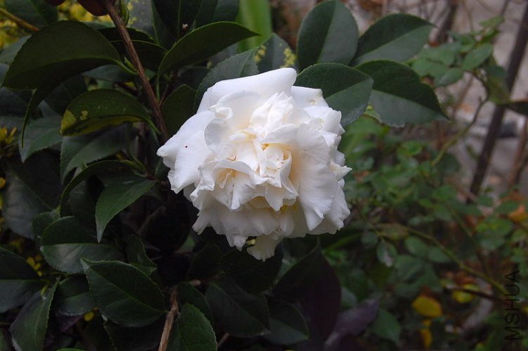 DSC_00230023.JPG