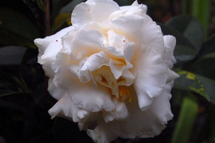 DSC_00200020.JPG