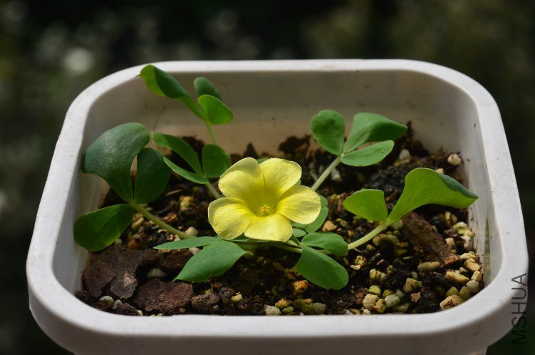 Oxalis purpurea yellow��ܽ��20121014 001.JPG