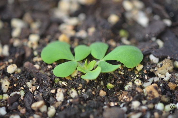 Oxalis purpurea yellow��ܽ��20120928 001.JPG