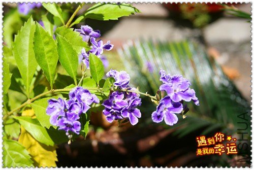 ��Ƭ 013_����.jpg