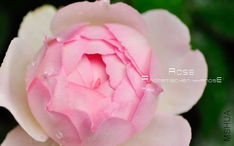 Rose  \'aromatischen Hypnose��3.jpg
