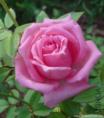 62-OvernightScentsationRose.jpg