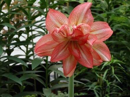 ������С DSC00204.JPG