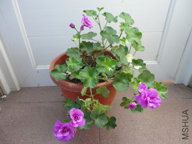 DSC01123.JPG